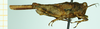 CollectionObject 1585168; eb60d7eb-7fb5-40c3-aa0a-9fc3ed24bf68: female, lateral view. (CollectionObject).