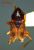 CollectionObject 1595307; 1991c415-3d93-411e-a2b1-f4cca412581c: Tropistethus dubius, lectotype. (MLP) - (CC BY-NC 4.0) - Photo by Pablo M. Dellapé. Lectotype male, [Buenos Aires] Chacab. [uco], F. Lynch [col.] Tropisthetus dubius Berg Typus, # 1480 (MLP). (CollectionObject).