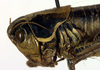 CollectionObject 1500451; ebf5f54a-4bb5-4caf-9fdf-ee58b6e7a36d, DORSA BTantakdHTF: female pronotum, lateral view (holotype of Anterastes akdaghensis). (CollectionObject).