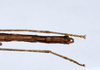CollectionObject 1576304; ba785b12-845d-483d-88c2-1442b100cc65: copyright ZRC, Singapore. male: end of abdomen, ventral view (holotype). (CollectionObject).