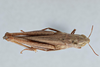 CollectionObject 2800390; CNCI 983009, 6b4e5d31-1bad-4841-a06f-664b7bc737cd: Amblytropida mysteca. female, dorsal view. (CollectionObject).