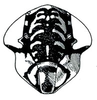 Head: Haldorus sp., face. (Observation).