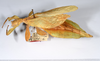 CollectionObject 1561219; 277ab296-9d2e-427b-bd19-ab49eae2d5d9: copyright ANSP. female, lateral view (holotype). (CollectionObject).
