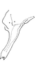 Anal tube processes on Buhria angusta (Dworakowska, 1976): Anal tube process. (Observation).