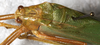 CollectionObject 1566637; NMW 20273, 6d5549f8-8645-434f-afd3-f6b4914370f6: male, dorsal view. (CollectionObject).