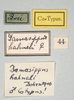 CollectionObject 1558268; f3dad98e-bffc-419f-b891-eed915efa757: copyright MIZ, Warsaw. male, data labels (syntype). (CollectionObject).;CollectionObject 1558269; b4cef16c-4cb8-45c5-b455-7adc37dbc9d4: copyright MIZ, Warsaw. male, data labels (syntype). (CollectionObject).