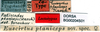 CollectionObject 1500880; 5773b734-c113-48a1-be47-dc6858b00cc0: labels (syntype). (CollectionObject).