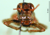 CollectionObject 1566287; de715f4e-805d-4407-8c64-2ba15977494f: female, frontal view (paratype). (CollectionObject).
