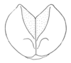 Ceuthophilus (Ceuthophilus) gracilipes gracilipes (Haldeman, 1850): Fig. 710. male subgenital plate. (Otu).