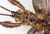 CollectionObject 1561350; 1adf552d-2146-4e4d-a9d2-f1cac6f562a3: copyright MHNG, Geneva. male: head & thorax, ventral view (holotype). (CollectionObject).