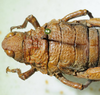 CollectionObject 1498702; 27418171-d4af-49b0-8e1d-eadd345d3a49: female head and pronotum, dorsal view. (CollectionObject).