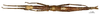 CollectionObject 1562336; bf5e6a6a-ca3a-49bb-987f-8d12faab2441: copyright MNHN, Paris. female, dorsal view (syntype). (CollectionObject).