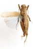 CollectionObject 1528691; b944cb21-38bf-41d0-922a-4393f09284e0: male, dorsal view (holotype). (CollectionObject).