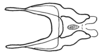 Aleuas paranensis Carbonell, 2008: Fig. 32E. cingulum, dorsal view. (Otu).