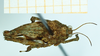 CollectionObject 1592103; 77abd781-428e-4687-90e9-39d5e195a420: female immat., dorsal view. (CollectionObject).