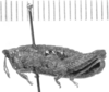 CollectionObject 1525987; a52c2a32-a449-491e-b10a-b0438e2be68d: male, lateral view (allotype). (CollectionObject).