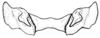 Spathalium liebermanni Ronderos, 1972: Fig. 34. epiphallus, dorsal view. (Otu).