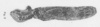 Habitus, lateral view: !! display not done !! on Fulgora phosphorea (Linnaeus, 1764): (Observation).