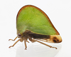Live specimen on Archasia belfragei Stål, 1870: (Observation).