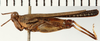 CollectionObject 1529614; NHRS NRM-ORTH 12994, 936c71d9-b9d4-4a73-9b28-19fd5a784c2d: male, lateral view (holotype). (CollectionObject).