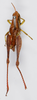 CollectionObject 1582534; f5584159-5255-43b4-bb6d-615d591a9643: female, dorsal view (syntype). (CollectionObject).