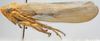 Habitus, lateral view: !! display not done !! on Bambusana Anufriev, 1969: Bambusana n.sp., laterally (TARI). (Observation).
