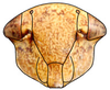 Head: Pendarus magnus, face (INHS). (Observation).