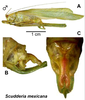 Depicts Scudderia mexicana (Saussure, 1861), an Otu.