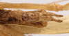 CollectionObject 1534510; 702e5152-55d5-4bd6-ac4a-9a3d37e29d7f: male subgenital plate (holotype). (CollectionObject).