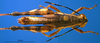 CollectionObject 1521404; 345bb1b9-dfaa-442b-9a08-1662e7382539: male, dorsal view (holotype). (CollectionObject).