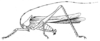 Teratura monstrosa Redtenbacher, 1891: Pl. IV, Fig. 79 a. male habitus (testaceous; pronotum length 5 mm, tegmina 22.4 mm, hind femora 12.3 mm). (Otu).
