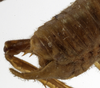 CollectionObject 1529711; 495844eb-7627-450b-831b-c49813163b88: male abdomen tip, lateral view (holotype). (CollectionObject).