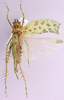 CollectionObject 1513179; d31854f4-a26f-4e5c-975e-7535171f6179, cbt063s03: female, dorsal view (allotype). (CollectionObject).