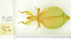 CollectionObject 1590522; d9bdf539-fc65-4ab1-ad14-c983162a69b2: copyright RMNH. female, dorsal view (holotype). (CollectionObject).