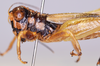 CollectionObject 1590324; 66499c57-ca91-4fbd-98fd-f48f14e06360: male, head and thorax, lateral view. (CollectionObject).;CollectionObject 1590325; a2f4d369-637e-4134-bfbf-551ac61aa90e: male, head and thorax, lateral view. (CollectionObject).