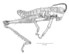 Talamancacris palustris Rowell, 1995: Fig. 6A. male habitus. (Otu).