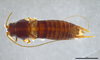 CollectionObject 2634360; cc1dc709-7e4f-4f17-a05d-c16e755bbc18: Holotype. Male. Dorsal view. After dissection. (CollectionObject).