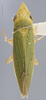 Habitus, dorsal view on Draeculacephala robinsoni Hamilton, 1967: Dorsal. Female identified as D. minor Ball, 1901. (Observation).