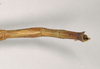 CollectionObject 1558214; NHMUK(SF IMPORT DUPLICATE) 844988, 59a99543-1f66-4225-b795-7462af053b1c: copyright Natural History Museum, London. female: end of abdomen, dorsal view of Bacillus cuniculus (syntype). (CollectionObject).