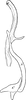 Aedeagus, lateral view: !! display not done !! on Alnetoidia (Alnetoidia) alneti (Dahlbom, 1850): Aedeagus, lateral view. (Observation).
