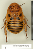 CollectionObject 1573029; ea187e95-bc4d-45e8-90ac-8177b2adbaa1: Copyright Natural History Museum, London. Non-type (adult male) in BM(NH). Dorsal view. (CollectionObject).