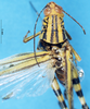 CollectionObject 1507191; 3da77f04-0a38-400e-b727-4f1e641a75c0: female, dorsal view (syntype). (CollectionObject).