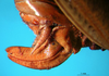 CollectionObject 1500520; f6e727fb-935c-4f6e-b0c7-8b694f6d1089: female ovipositor (holotype). (CollectionObject).