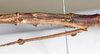 CollectionObject 1557865; NMW 780, fe89e5a8-ccc0-4a8b-923e-40f33bfad8bd: copyright NMW, Vienna. female: mid-body, lateral view (holotype). (CollectionObject).