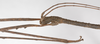CollectionObject 1563000; 2d291d5d-5630-4ecb-9b66-ad2e215bf70e: copyright F. Hennemann. male: head and part of thorax, lateral view (paratype). (CollectionObject).;CollectionObject 1563001; 685949bb-edc0-40bb-9b53-806f4c470ab1: copyright F. Hennemann. male: head and part of thorax, lateral view (paratype). (CollectionObject).