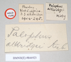 CollectionObject 1557405; NHMUK(SF IMPORT DUPLICATE) 844923, d1398531-e4cf-4f96-8dad-2071be4ef6a7: copyright Natural History Museum, London. male, data labels (syntype). (CollectionObject).