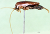 CollectionObject 1500734; 76466c5b-8db8-41ad-9d8b-ed9e2b38669d, MfN 4476: male, lateral view (holotype). (CollectionObject).