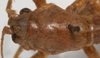 CollectionObject 1527100; 9b735199-1a54-499f-8922-f95ac121fe50: male pronotum dorsal (holotype). (CollectionObject).
