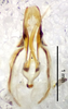 male genitalia, dorsal view (syntype of Hapithus quadratus). Depicts CollectionObject 1523570; 6c55183b-6e98-4d31-91ea-3ac965817f6c, a CollectionObject.