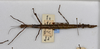 CollectionObject 1570613; 4e35e73f-82f0-4bc2-a824-a2563ccd1980: copyright MONZ, New Zealand. female of synonym Acanthoxyla speciosa (paratype). (CollectionObject).